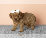 Small #1 Cavapoo mix (+ Poodle Miniature)
