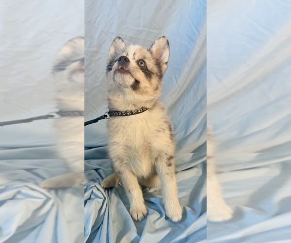 Medium Photo #1 Pomsky-Shiba Inu Mix Puppy For Sale in NASHUA, NH, USA