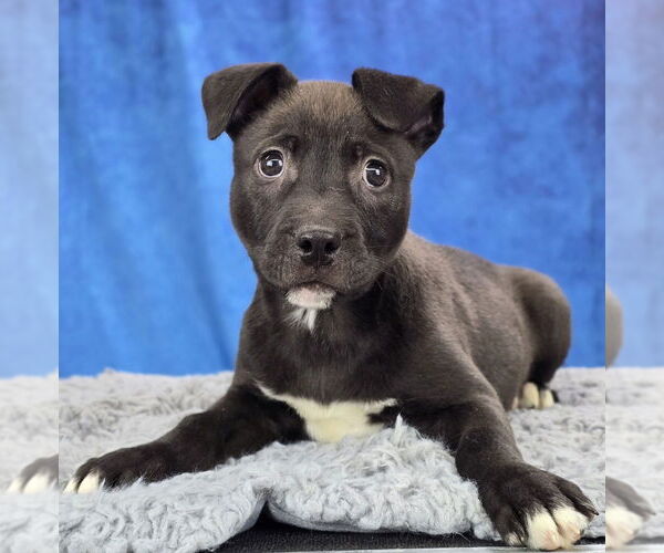 Medium Photo #8 Mutt Puppy For Sale in Lakewood, CO, USA