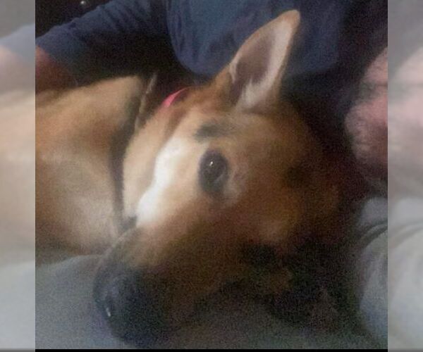 Medium Photo #3 German Shepherd Dog-Unknown Mix Puppy For Sale in columbia, SC, USA