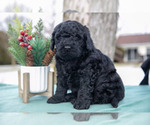 Puppy Jonas Miniature Labradoodle