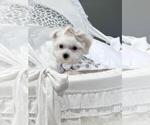 Small Maltese
