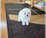 Small #1 Maltese