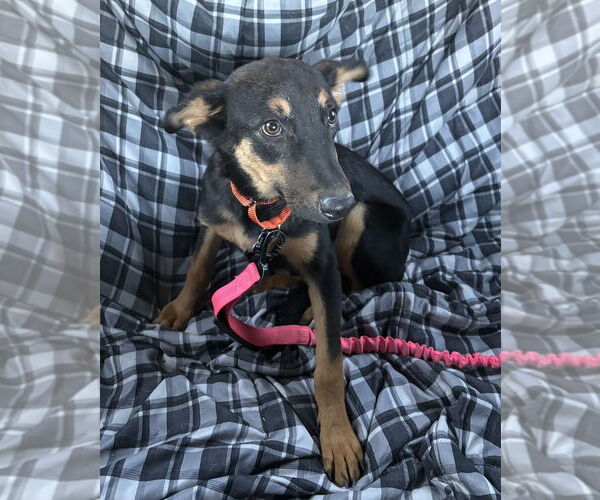 Medium Photo #6 German Shepherd Dog-Unknown Mix Puppy For Sale in Oak Bluffs, MA, USA