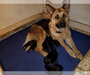 Mother of the German Shepherd Dog puppies born on 10/25/2021