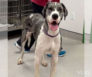 Great Dane-Unknown Mix Dogs for adoption in Washington, DC, USA