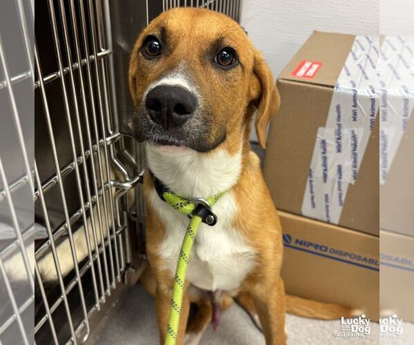 Medium Photo #3 Labrador Retriever-Retriever  Mix Puppy For Sale in Washington, DC, USA