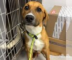 Small #2 Labrador Retriever-Retriever  Mix