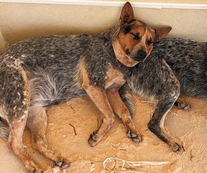 Mother of the Australian Cattle Dog puppies born on 12/31/2023