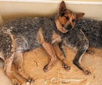 Small Photo #1 Australian Cattle Dog Puppy For Sale in MADISON, GA, USA