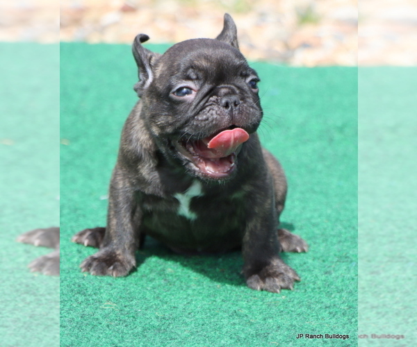Medium Photo #4 French Bulldog Puppy For Sale in WINNSBORO, TX, USA