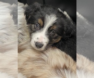 Australian Shepherd Puppy for sale in BEULAVILLE, NC, USA