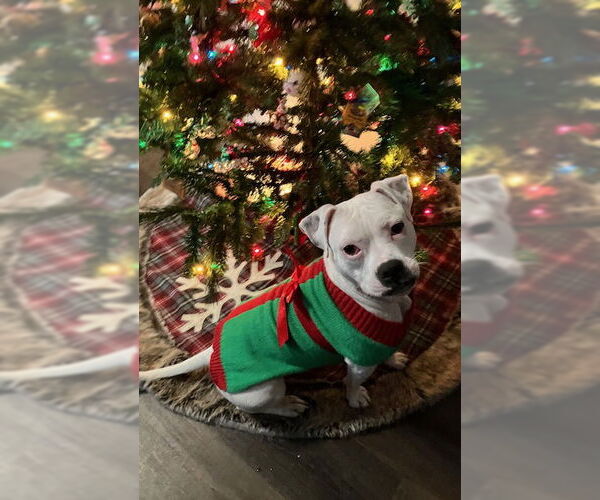 Medium Photo #10 Mutt Puppy For Sale in Plainfield, IL, USA