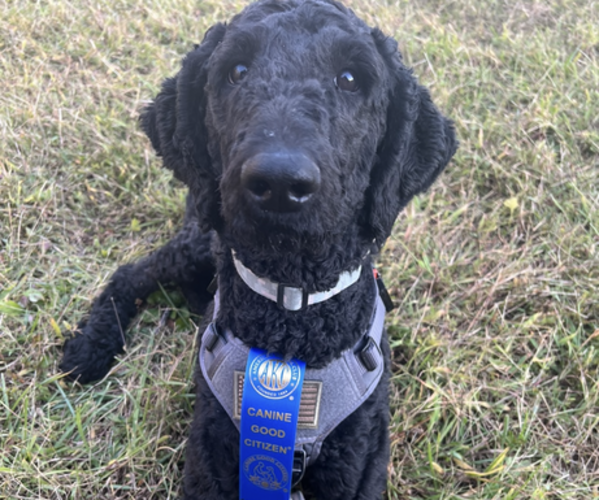 Medium Photo #1 Poodle (Standard) Puppy For Sale in STONEVILLE, NC, USA