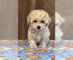 Small Photo #3 Maltipoo Puppy For Sale in MARTINSVILLE, IN, USA
