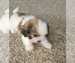 Shih Tzu Puppy for sale in COUNTRY CLUB, MO, USA