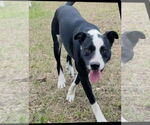 Small #7 Lab-Pointer