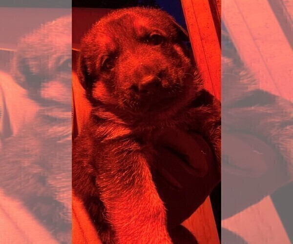 Medium Photo #23 German Shepherd Dog Puppy For Sale in HEDGESVILLE, WV, USA