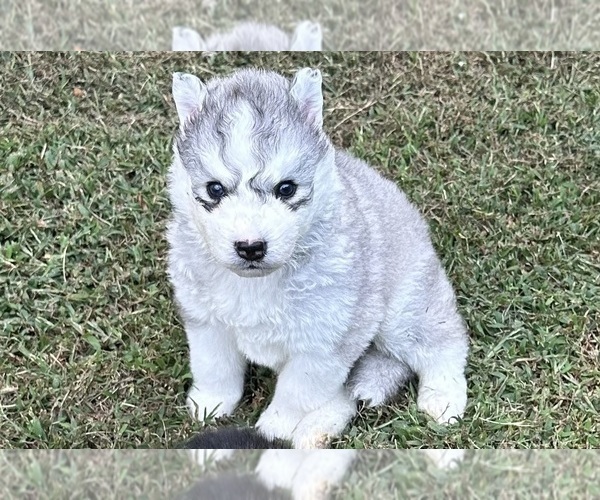 Medium Photo #1 Siberian Husky Puppy For Sale in BELTON, SC, USA