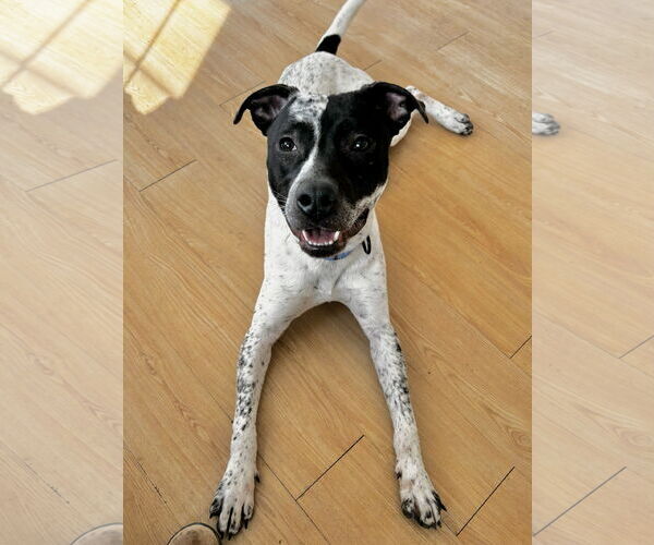 Medium Photo #12 American Pit Bull Terrier-Pointer Mix Puppy For Sale in Rockaway, NJ, USA