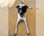 Small #11 American Pit Bull Terrier-Pointer Mix