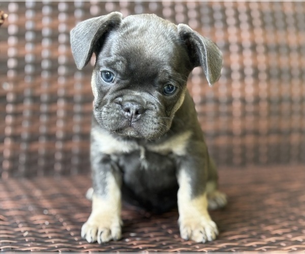 Medium Photo #3 French Bulldog Puppy For Sale in NEWTON, NJ, USA