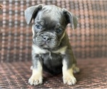 Small #2 French Bulldog