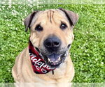 Small Chinese Shar-Pei Mix