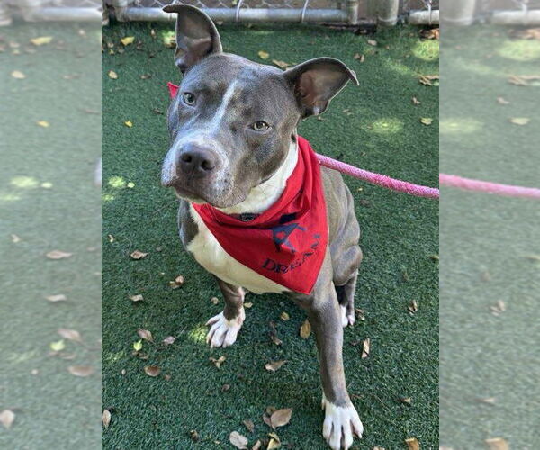 Medium Photo #13 Staffordshire Bull Terrier Puppy For Sale in Pompano Beach , FL, USA