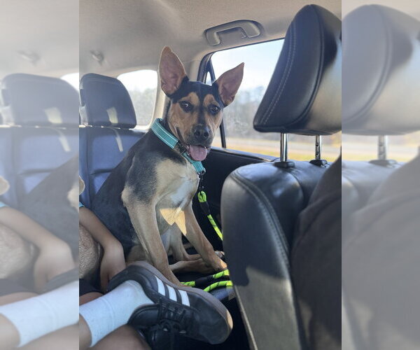 Medium Photo #12 American Staffordshire Terrier-German Shepherd Dog Mix Puppy For Sale in Raleigh, NC, USA