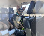 Small #11 American Staffordshire Terrier-German Shepherd Dog Mix