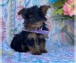 Small Photo #2 Shorkie Tzu Puppy For Sale in LANCASTER, PA, USA