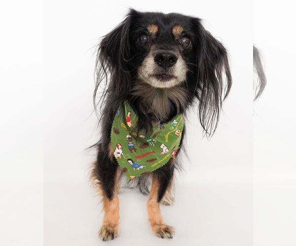 Medium Photo #7 Dachshund-Spaniel Mix Puppy For Sale in phoenix, AZ, USA