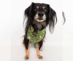 Small #6 Dachshund-Spaniel Mix