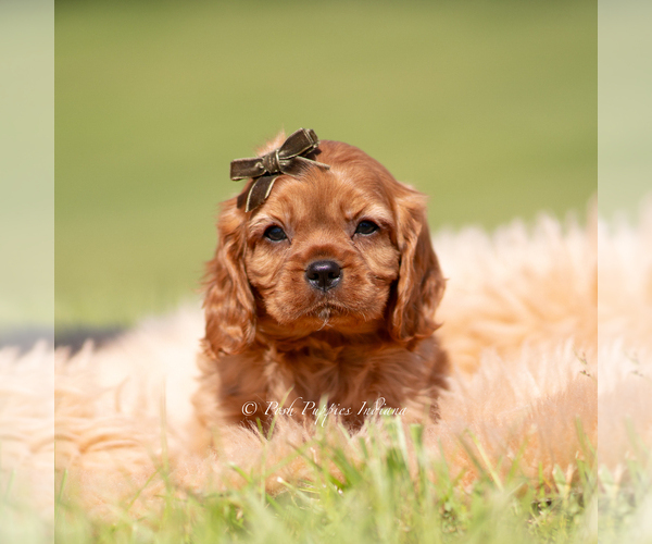 Medium Photo #6 Cavalier King Charles Spaniel Puppy For Sale in WARSAW, IN, USA