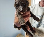 Puppy Puppy 6 Labradoodle
