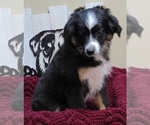 Small Photo #7 Miniature Australian Shepherd Puppy For Sale in OCTAVIA, OK, USA