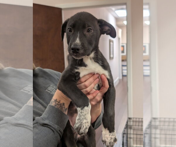 Medium Photo #12 Mutt Puppy For Sale in Holly Springs, NC, USA