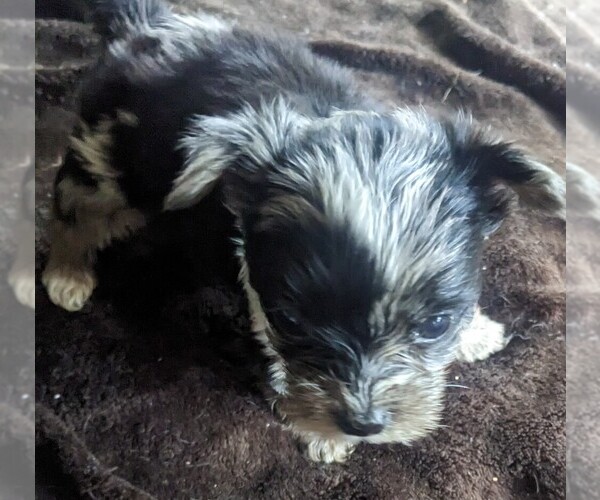 Medium Photo #1 Yorkshire Terrier Puppy For Sale in SEATTLE, WA, USA