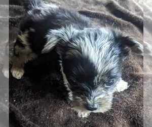 Yorkshire Terrier Puppy for sale in SEATTLE, WA, USA