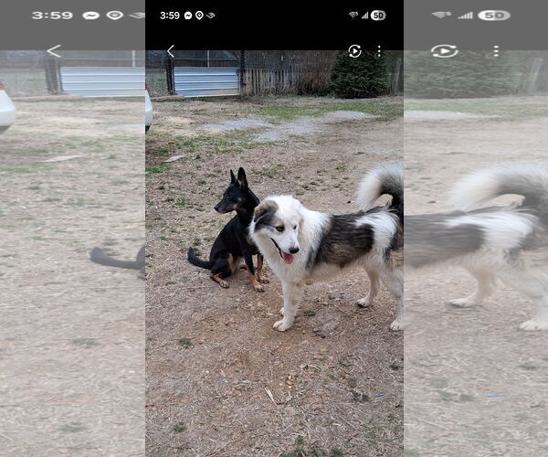 Medium Photo #1 Great Pyrenees-Unknown Mix Puppy For Sale in Horn Lake, MS, USA