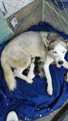 Mother of the Siberian Husky puppies born on 08/03/2016