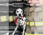 Small #1 Dalmatian