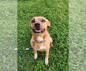 Puggle Dogs for adoption in Columbus, IN, USA