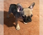 Small Photo #5 French Bulldog Puppy For Sale in COTATI, CA, USA