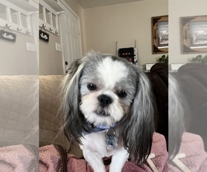 Father of the Shih Tzu puppies born on 07/19/2026