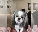 Small Photo #1 Shih Tzu Puppy For Sale in DURANT, OK, USA