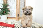 Small #2 Shorkie Tzu