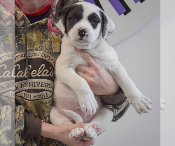 Medium Photo #4 American Bulldog-Unknown Mix Puppy For Sale in Huntley, IL, USA