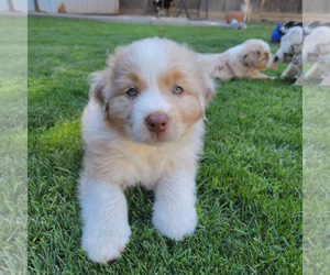 Australian Shepherd Puppy for sale in RIVERBANK, CA, USA